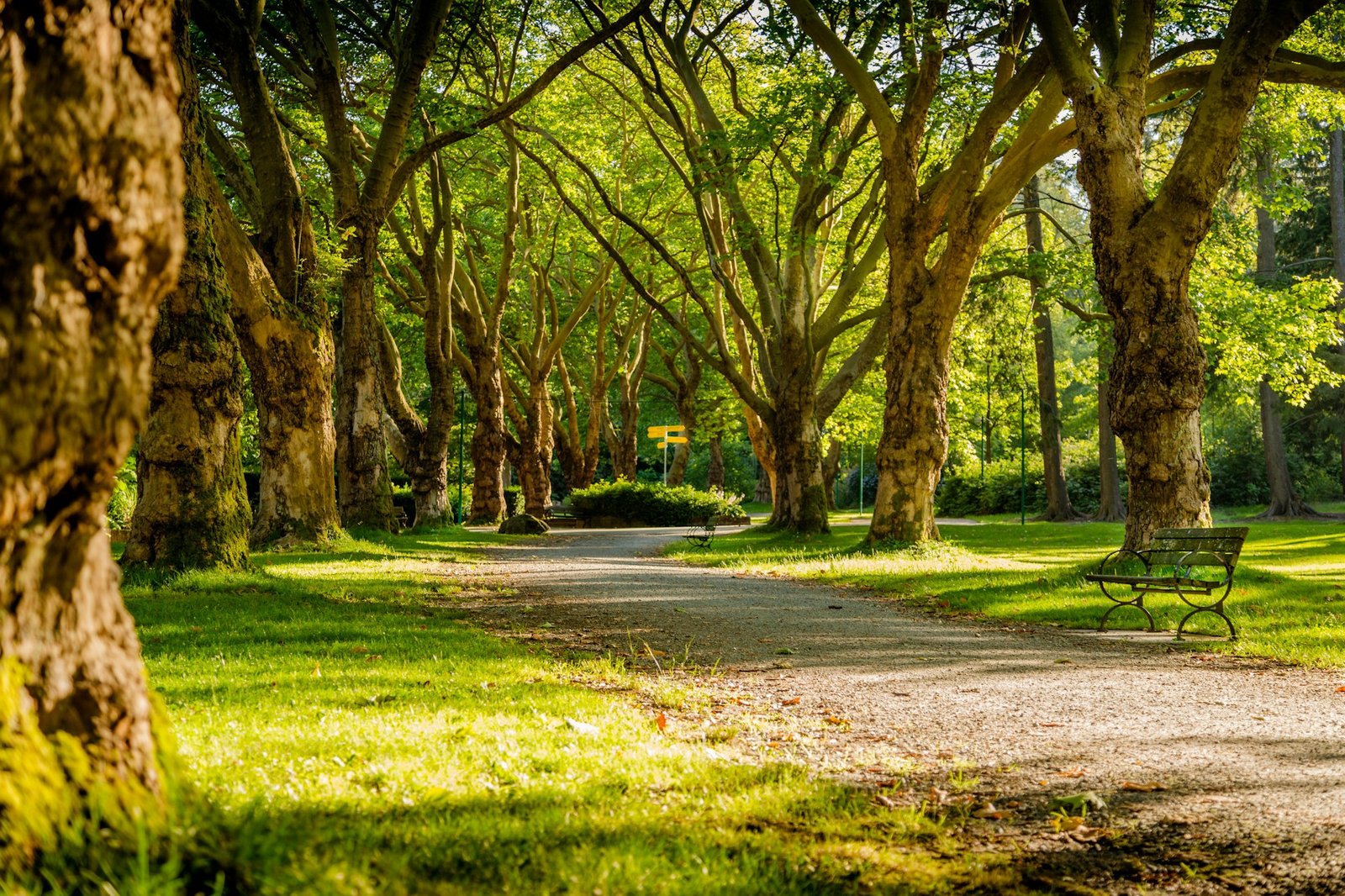 Tree-lined green expanse near the HCU sanctuary, Gopanpally